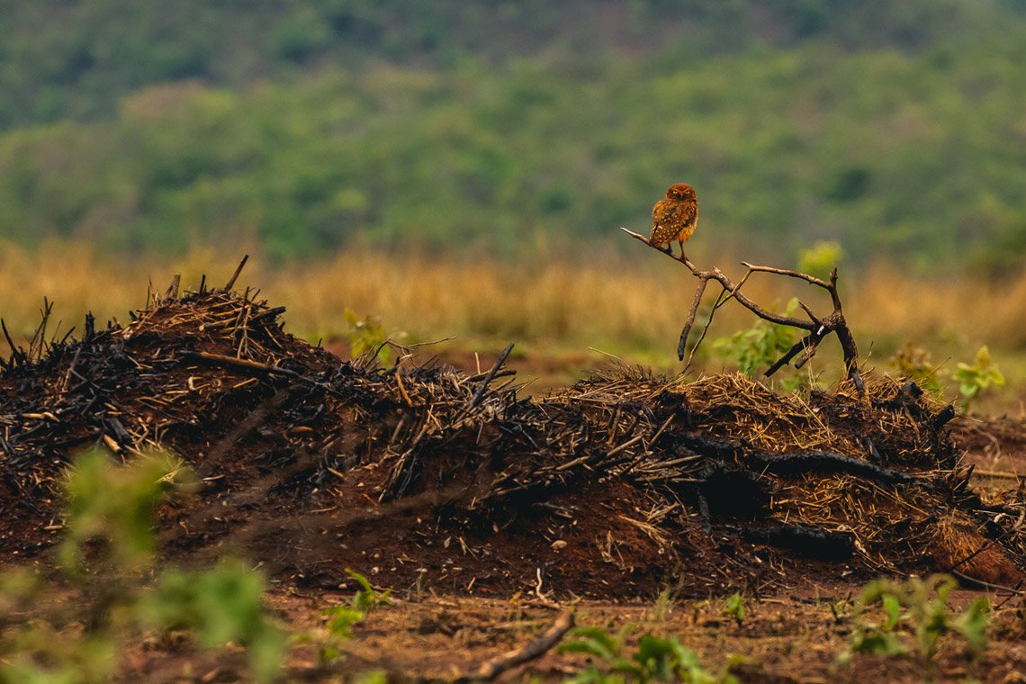 Foto: Gui Gomes